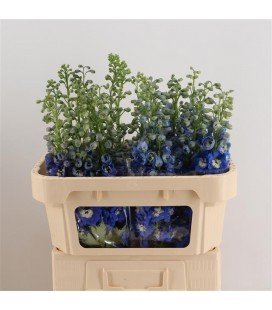 Delphinium Double Auro Blue 110 cm
