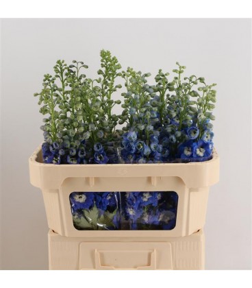 Delphinium Aurora Blue 110 Cm