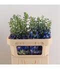 Delphinium Aurora Blue 110 Cm