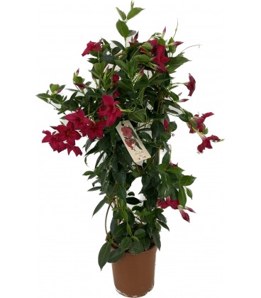Dipladenia Ø22 h 90 cm