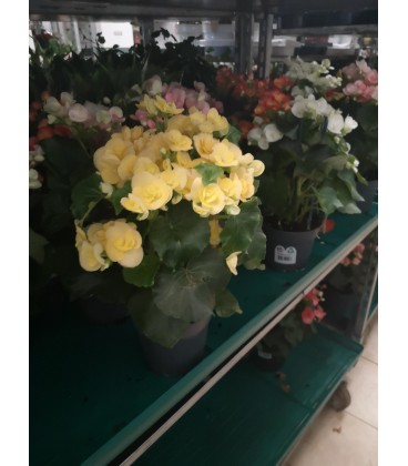 Begonia Pot de 15