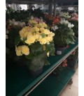 Begonia Pot de 15