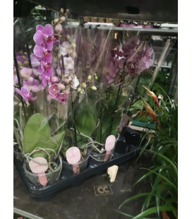 Phalaenopsis MF Ø12 H 55 