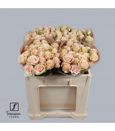 Rose Branchue Whitney 50 cm