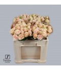 Rose Branchue Whitney 50 cm