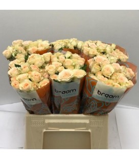 Rose Branchue Sancerre 40 cm