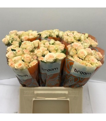 Rose Branchue Sancerre 40 cm