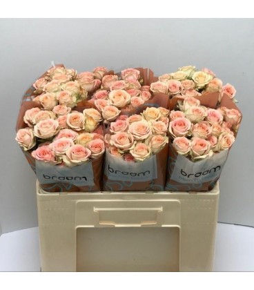 Rose Branchue Azore 50 cm