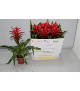 Guzmania ov Ø 13
