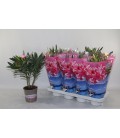 Laurier rose mix Ø 13 h 40