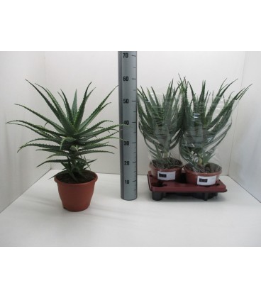 Aloe Arborescens pot de 17 H 32 CM