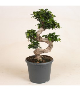Ginseng pot de 23 h 45
