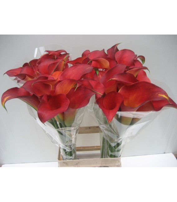 Calla Captaine Trinity 70 cm