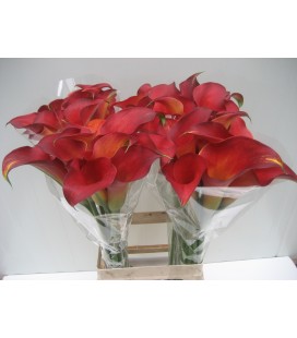 Calla Captaine Trinity 70 cm