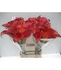 Calla Captaine Trinity 70 cm