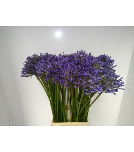 Agapanthe Dr Brouwer 75 cm