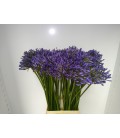Agapanthe Dr Brouwer 70 cm