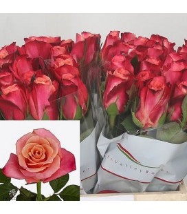 Rose Helene 80 cm