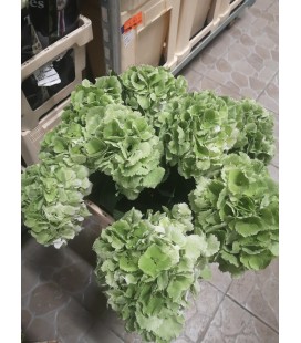 Hortensia Schn Clas VERT 60 Cm 