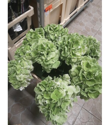 Hortensia Schneeball Classic 50 Cm