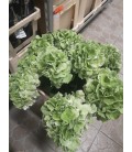 Hortensia Schn Clas VERT 60 Cm 