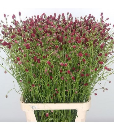 Sanguisorba of red dream 85 cm