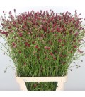 Sanguisorba of red dream 125 cm cm