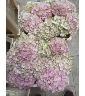 Hortensia Revolution 60 cm