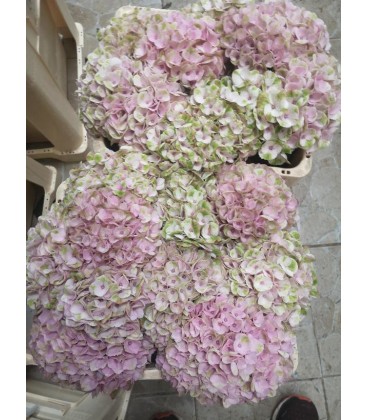 Hortensia Revolution 60 cm