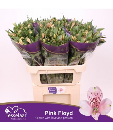 Alstromeria Pink Floyd