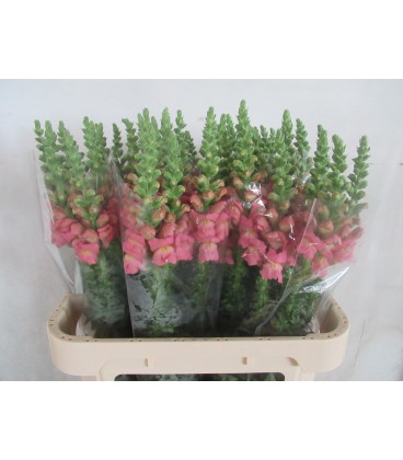 Muflier Avignon Rose 80 cm