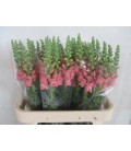 Muflier Avignon Rose 80 cm