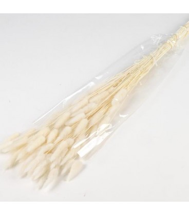 Lagurus bleach 50g : 70cm