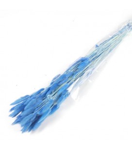 Lagurus bleu 50 g / 70 cm