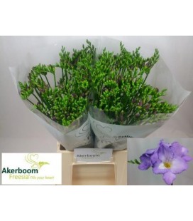 Freesia Indigo Beach 