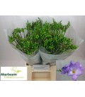 Freesia Indigo Beach 