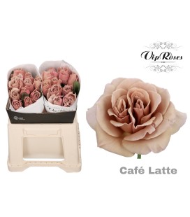 Rose Cafe Latte 40 cm