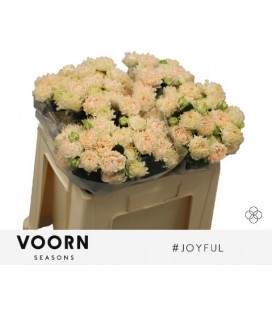 Rose Branchue Joyful 50 cm