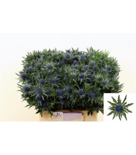 Chardon Aquarius Qstar 40 cm