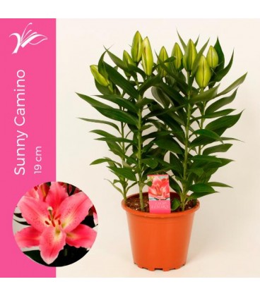 Lys Sunny Camino Ø 19 H 60