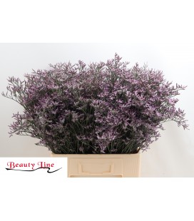 Limonium Lilac 70 cm