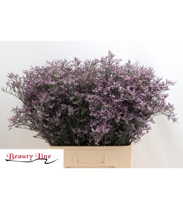 Limonium Lilac Sun Bird 70 cm