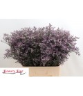 Limonium Lilac Sun Bird 70 cm