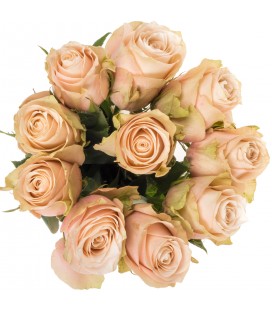 Rose Lady Cava 60 cm