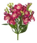 Alstromeria Noa