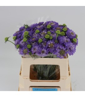 Scabieuse AT LA BB Scoop 60 cm