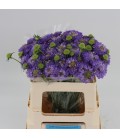 Scabieuse AT LA BB Scoop 60 CM