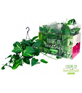 Pothos pot de 17 cm susp