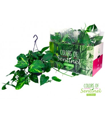 Potos pot de 15 cm suspenssion