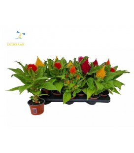 Celosie plume pot de 10.5